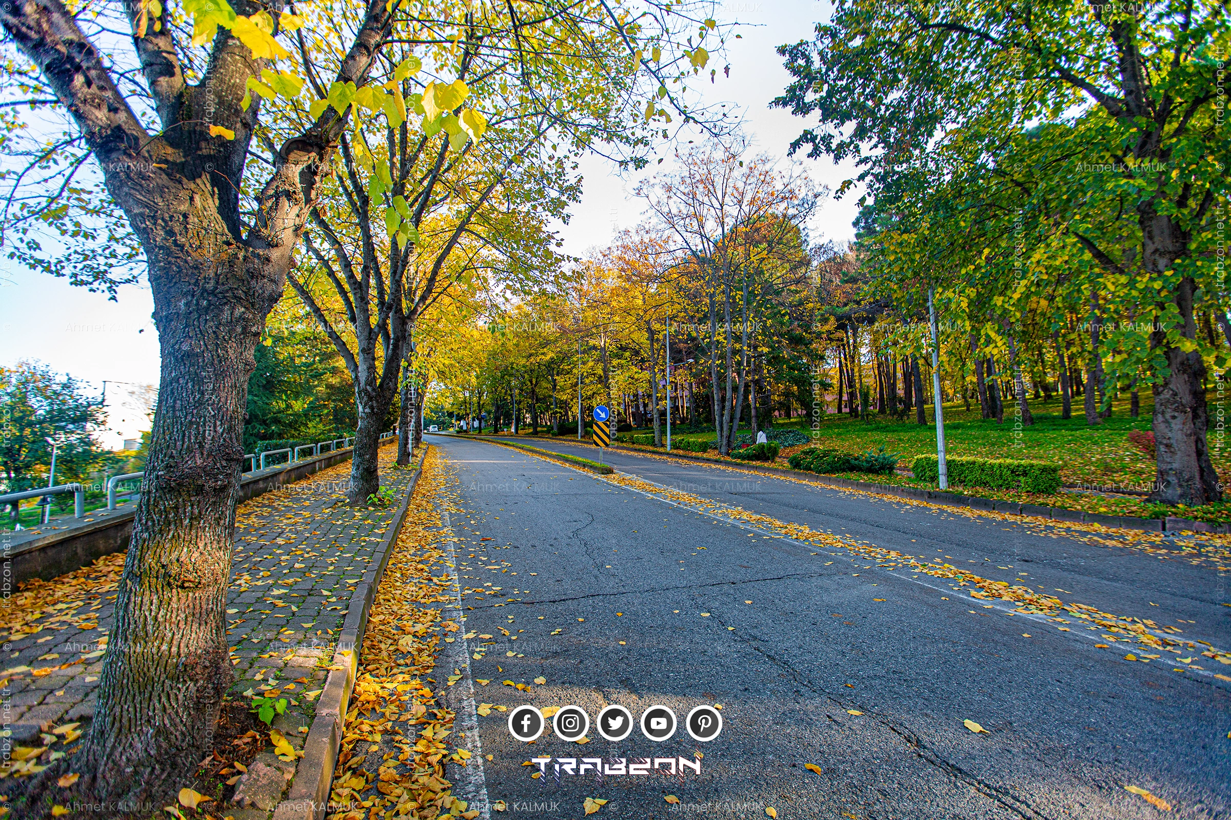 KTÜ Kampüs Koru Ormanı