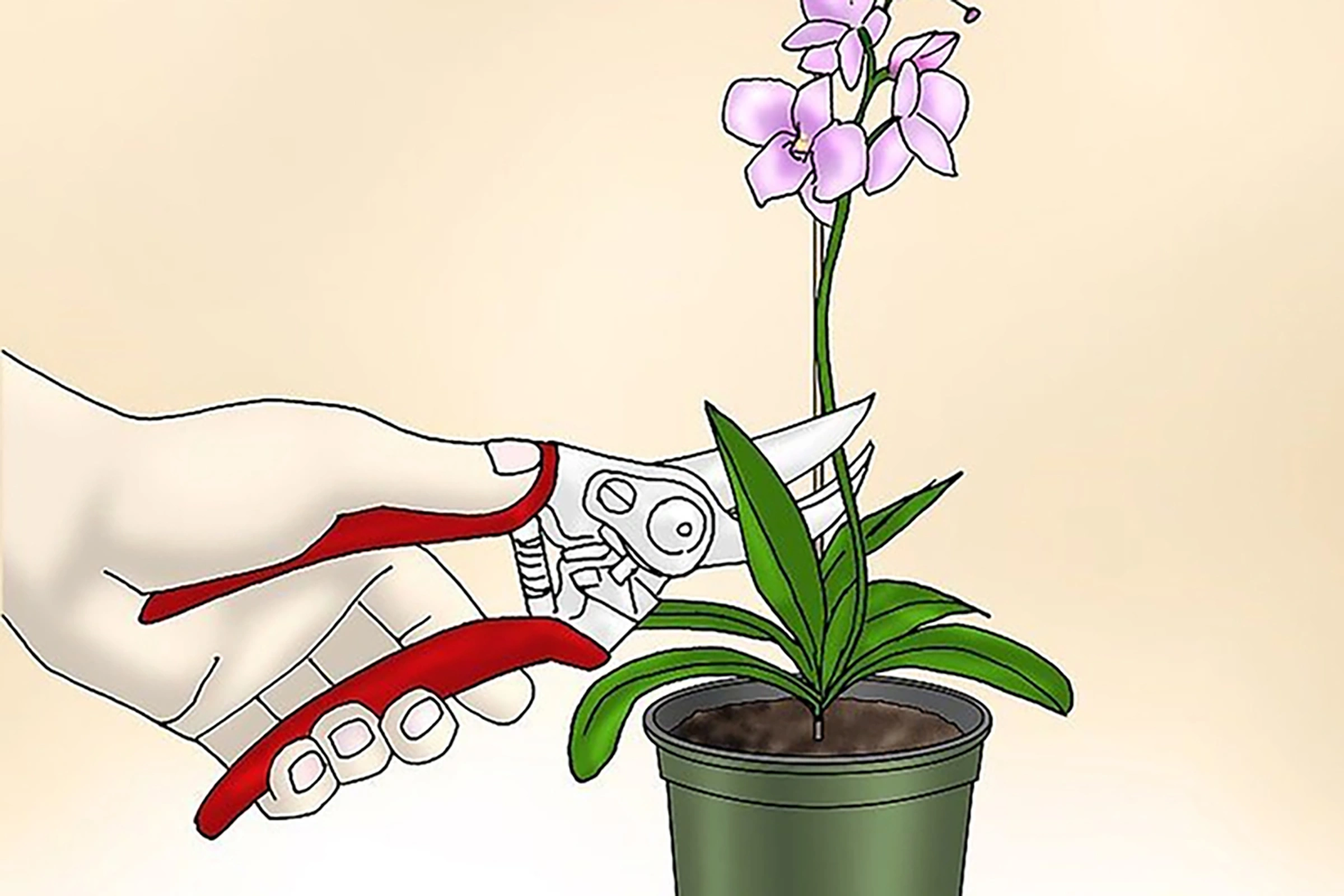 Orkide Nasıl Budanır