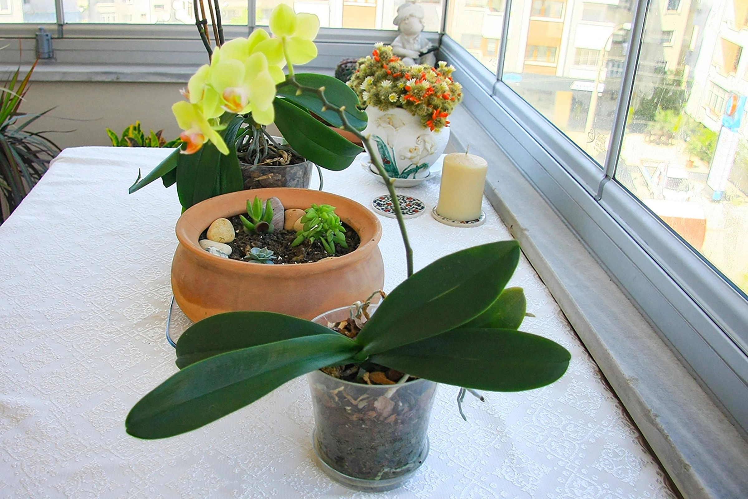 Orkide Nasıl Yetiştirilir?